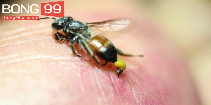 Ý nghĩa giấc mộng về loài ong